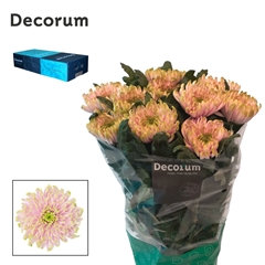 Chrysanth Single Rossano Charlotte 70cm 75gr.