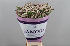 Limonium Sinuatum Apricot Sun Birds 80cm 60gr.