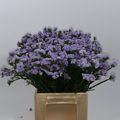 Limonium Sinuatum Donau Birds 45cm 10gr.