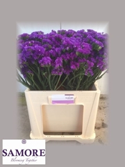 Limonium Sinuatum Acqua Sun Birds 60cm 25gr.