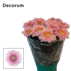 Chrysanth Single Etrusko 70cm 80gr.