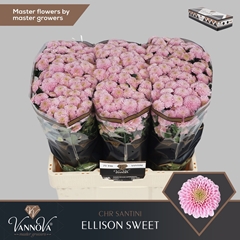 Chrysanth Santini Ellison Sweet 55cm 50gr.