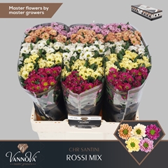 Chrysanth Santini Rossi Mixed 55cm 44gr.