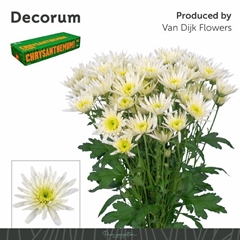 Chrysanth Spray Delianne White 70cm 80gr.