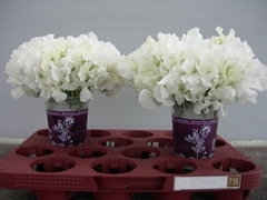 Lathyrus Winter Sunshine White 25cm