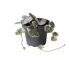 Ceropegia Woodii Sup 6Ø 5cm