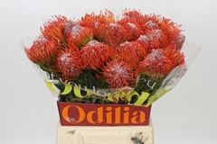 Leucospermum Tango 50cm