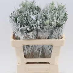 Jacobaea Senecio Maritima Silver Antonia 50cm