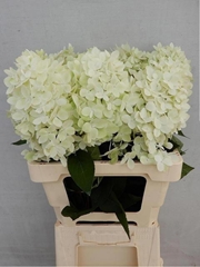 Hydrangea Candle 60cm 14-16cm Hd