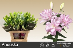 Lily Oriental Double Roselily Anouska 90cm 4+