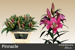 Lily Oriental Pinnacle 75cm 1+