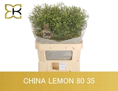 Limonium Sinense China Lemon 80cm 35gr.