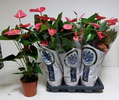 Anthurium Maine 17Ø 75cm