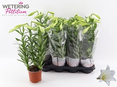 Lilium Miracle 13Ø 43cm