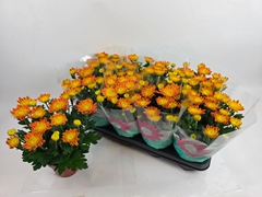Chrysanth Artistic Pomona 14Ø 29cm