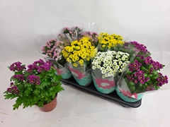 Chrysanth Madiba Mix 14Ø 29cm