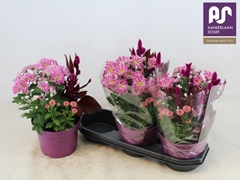 Bedding Plants Mix 19Ø 34cm