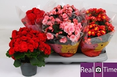 Begonia Double Mix 14Ø 32cm