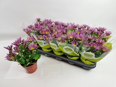 Chrysanth Splash Intense Pink 12Ø 25cm
