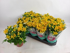 Chrys Gr Streetdance 14Ø 27cm