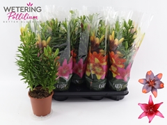 Lily Asiatic Mix 13Ø 43cm