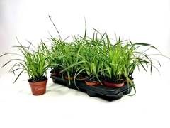 Carex Ice Dance 10Ø 20cm