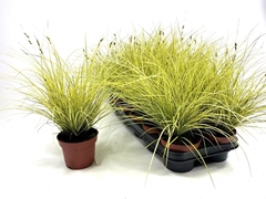 Carex Jenneke 12Ø 25cm