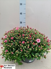 Chrysanth Jasoda Dark Pink 23Ø 35cm