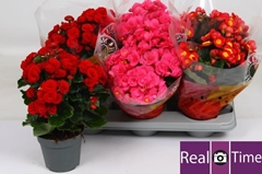 Begonia Double Mix 14Ø 35cm