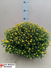 Chrysanthemum Jasoda Dark Yellow 23Ø 35cm
