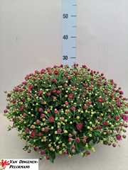 Chrysanthemum Jasoda Mauve 23Ø 35cm