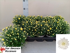 Chrysanth Gardenmumsaic White 12Ø 25cm