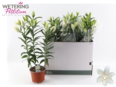 Lily Oriental Sunny Double Bounty 17Ø 66cm