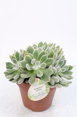 Echeveria Setosa 14Ø 25cm