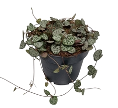Ceropegia Woodii Sup 12Ø 10cm
