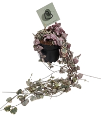 Ceropegia Variegata 12Ø 15cm