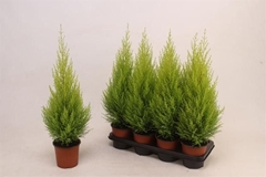Cupressus Goldcrest Wilma 14Ø 65cm