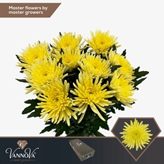 Chrysanth Single Topspin Yellow 70cm 85gr.