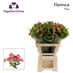 Alstroemeria Noa 60cm