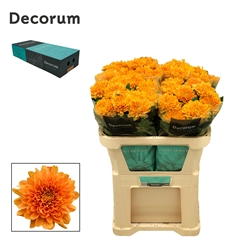 Chrysanth Single Kalimba Orange 70cm 100gr.