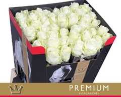 Rosa Avalanche+ 70cm