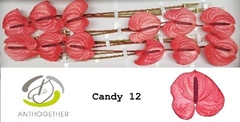 Anthurium Candy 13cm Hd