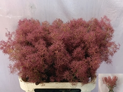 Cotinus Coggygria Magical Torch 80cm