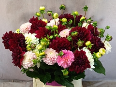Dahlia Mix Per Bunch 50cm