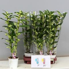 Dendrobium Star Class Apollon 12Ø 65cm 2st