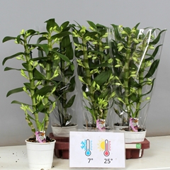 Dendrobium Star Class Apollon 12Ø 55cm 2st