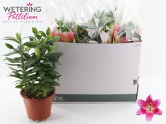 Lily Oriental Sunny Robyn 19Ø 52cm