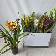 Cymbidium Mixed 14Ø 80cm 3st