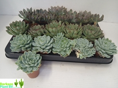 Echeveria Mix 5Ø 7cm