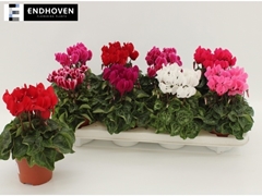 Cyclamen Super Serie Carino 10Ø 21cm